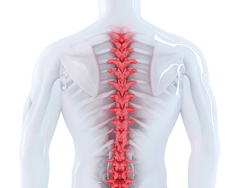 Why is the spinal cord so important?